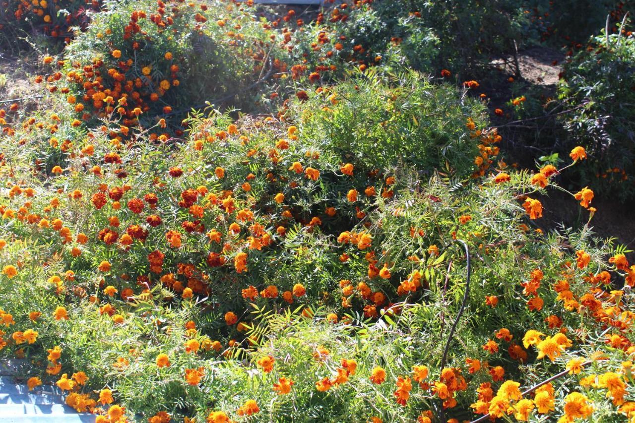 Entire 2 Bhk Nanda Devi Himalayan Homestay Ranikhet Esterno foto