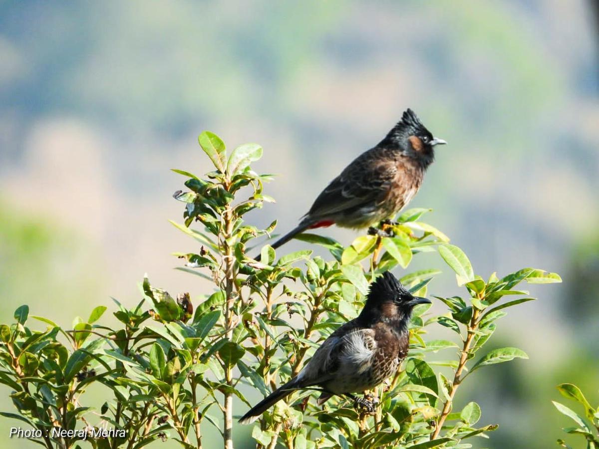Entire 2 Bhk Nanda Devi Himalayan Homestay Ranikhet Esterno foto